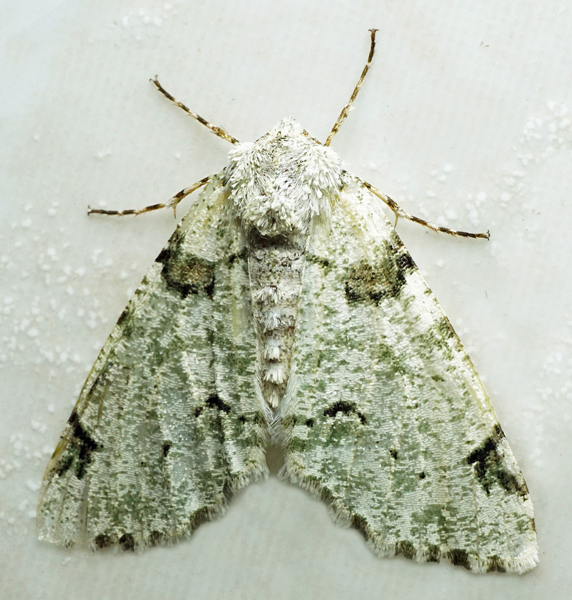 #1387 Dapa, Valle Del Cauca<br />
2100m<br />