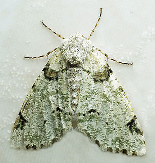 #1387 Dapa, Valle Del Cauca
2100m