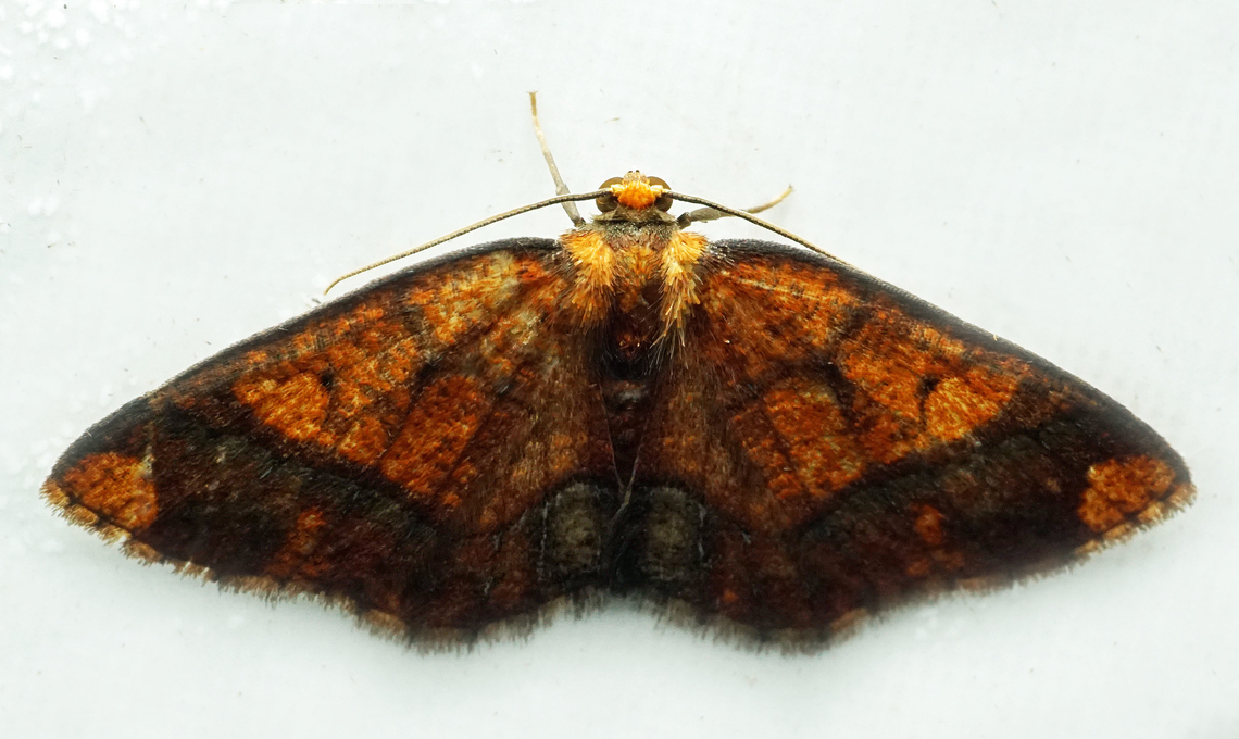 #1388 Dapa, Valle Del Cauca<br />
2100m<br />