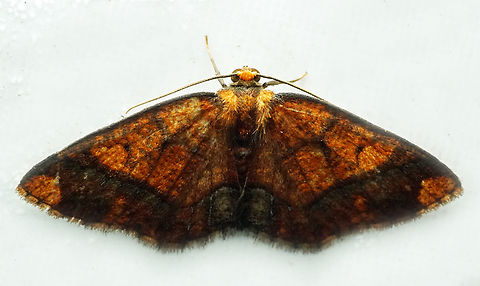 #1388 Dapa, Valle Del Cauca
2100m