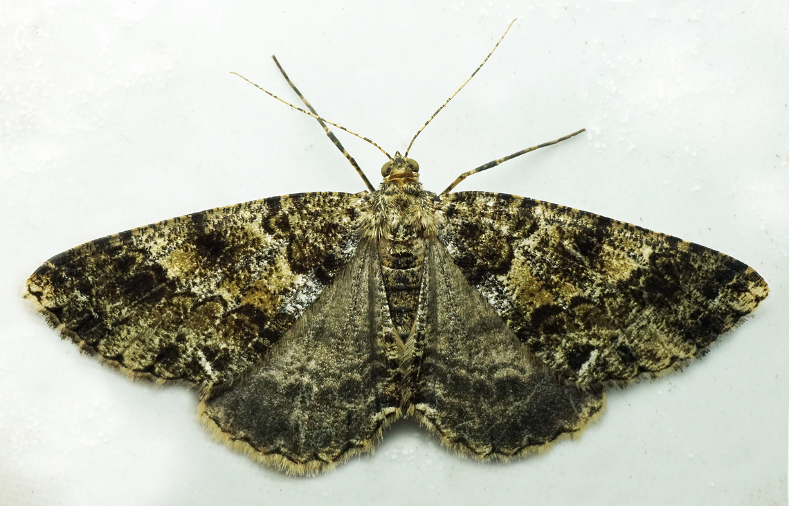 #1389 Dapa, Valle Del Cauca<br />
2100m<br />