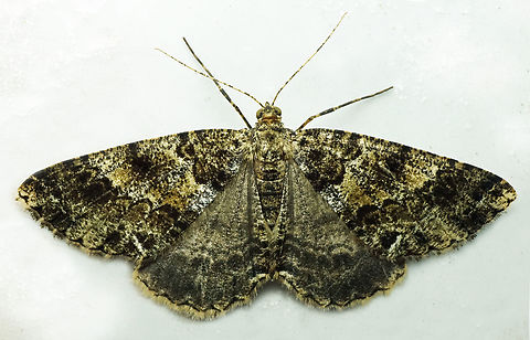 #1389 Dapa, Valle Del Cauca
2100m