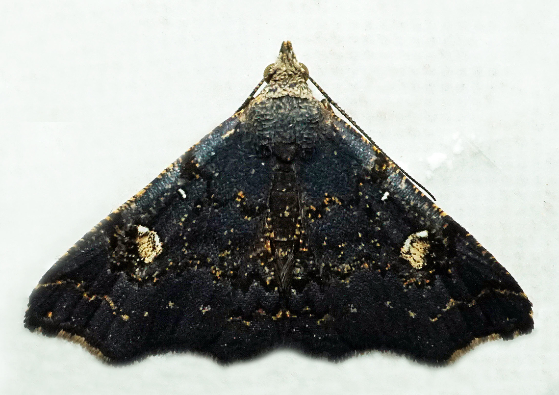 #1390 Dapa, Valle Del Cauca<br />
2100m