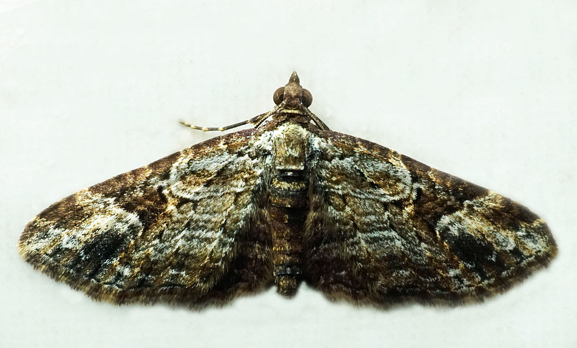 #1391 Dapa, Valle Del Cauca<br />
2100m