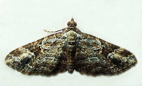 #1391 Dapa, Valle Del Cauca
2100m