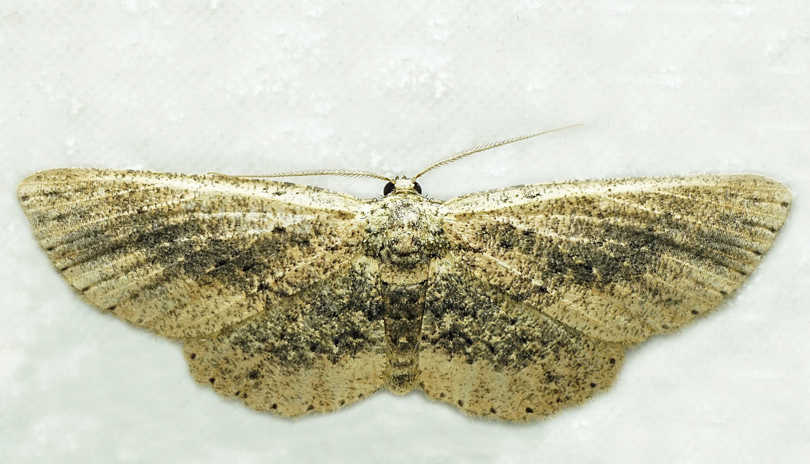 #1392 Dapa, Valle Del Cauca<br />
2100m