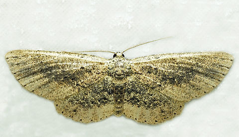 #1392 Dapa, Valle Del Cauca
2100m