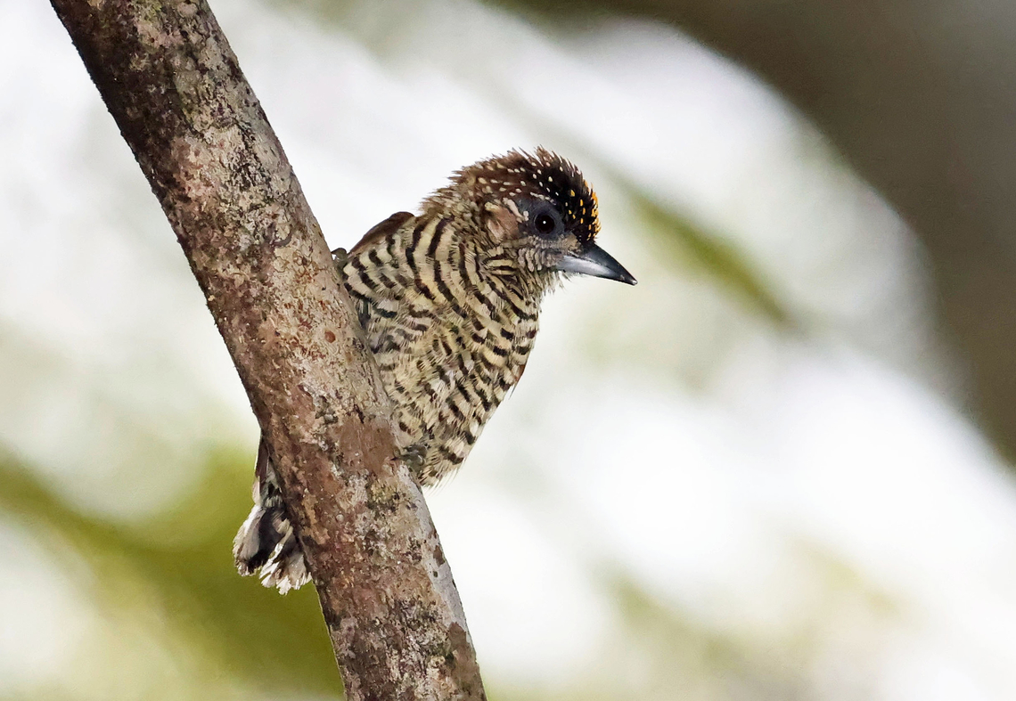 Orinoco Piculet Mit&uacute;, Vaup&eacute;s department Orinoco piculet,Picumnus pumilus