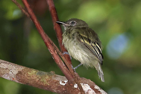 White-eyed Tody-Tyrant Mitú, Vaupés Colombia,Fall,Geotagged,Hemitriccus zosterops,White-eyed tody-tyrant