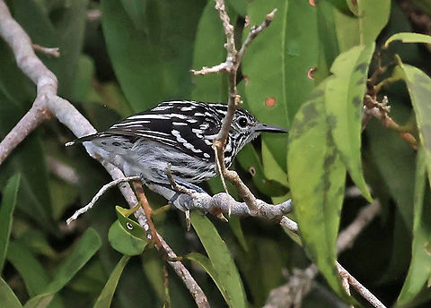 Cherries Antwren Mitú, Vaupés Department Cherries antwren,Myrmotherula cherriei
