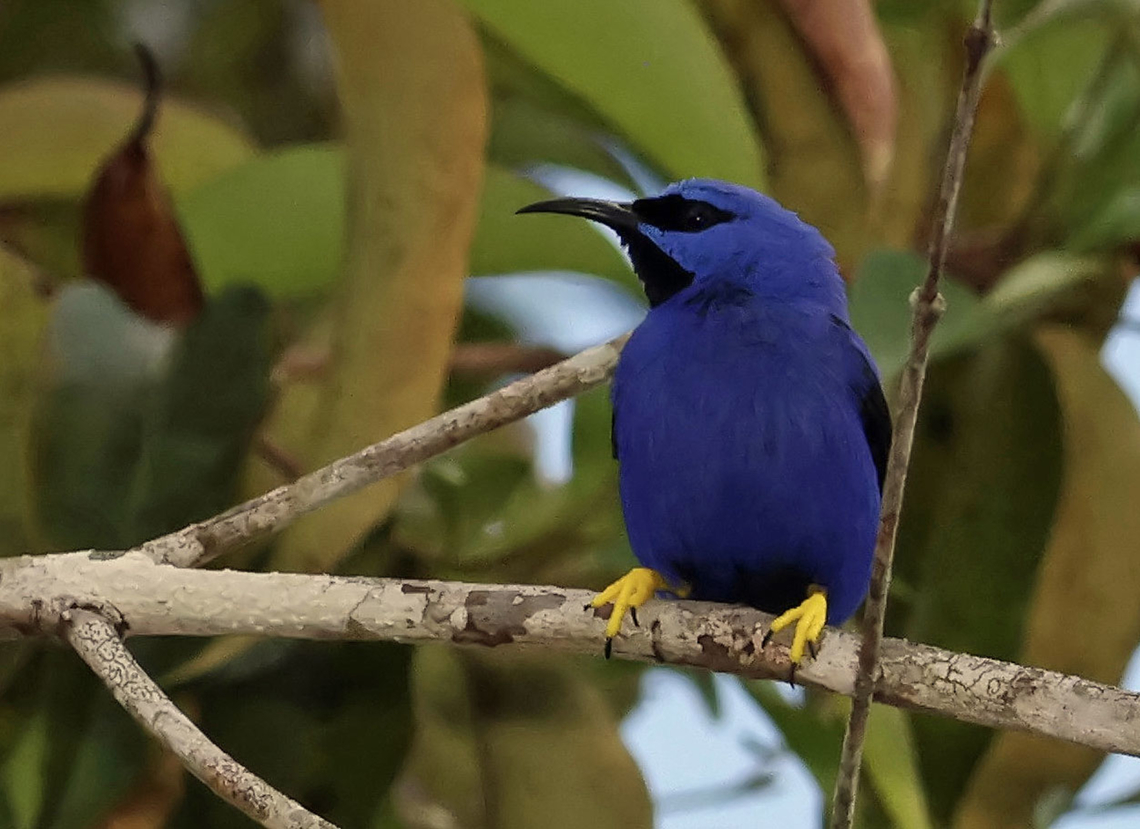 Purple Honeycreeper Mit&uacute;, Vaup&ecirc;s Department Cyanerpes caeruleus,Purple honeycreeper