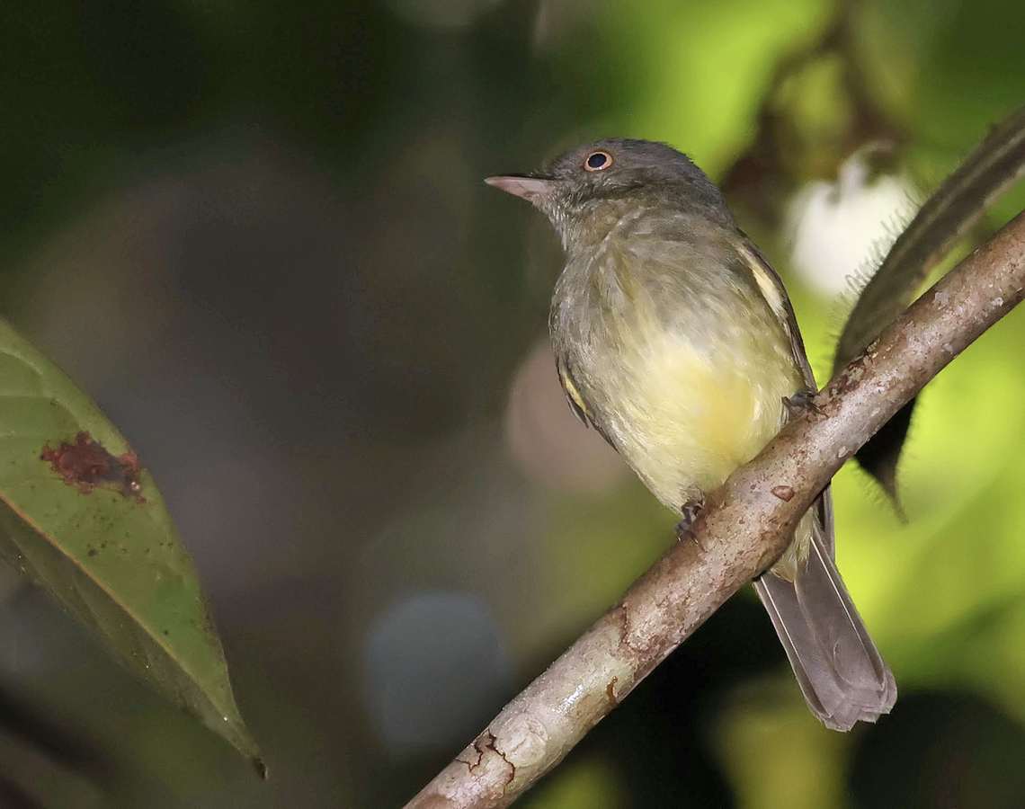 Saffron-crested Tyrant-Manakin Mit&uacute;, Vaup&eacute;s department Neopelma chrysocephalum,Saffron-crested tyrant-manakin