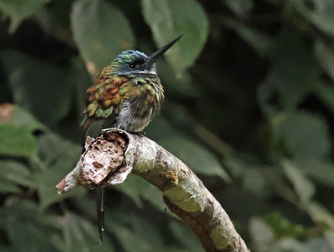 Bronzy Jacamar Mit&uacute;, Vaup&eacute;s department Bronzy jacamar,Galbula leucogastra
