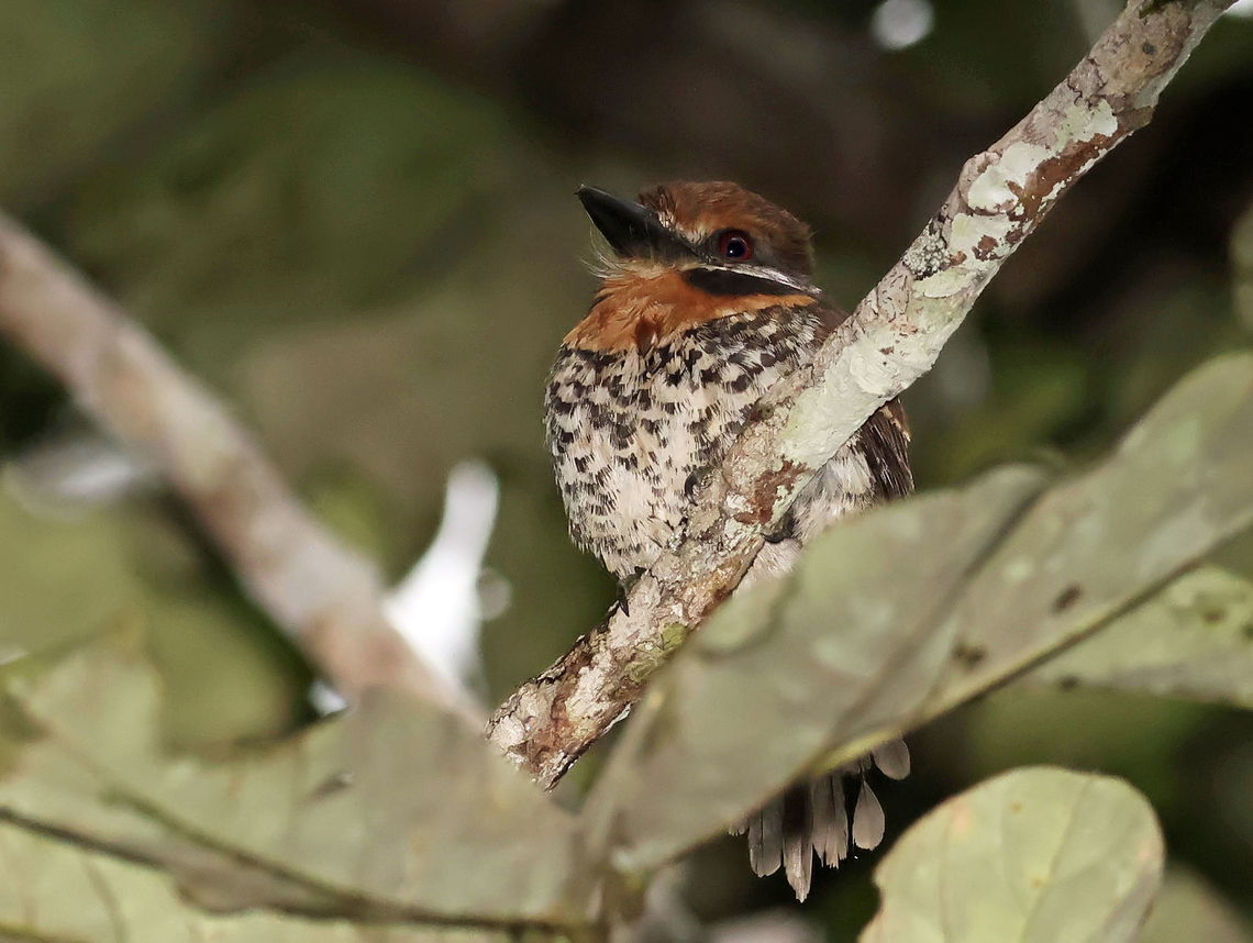 Spotted Puffbird Mit&uacute;, Vaupės department Bucco tamatia,Spotted puffbird
