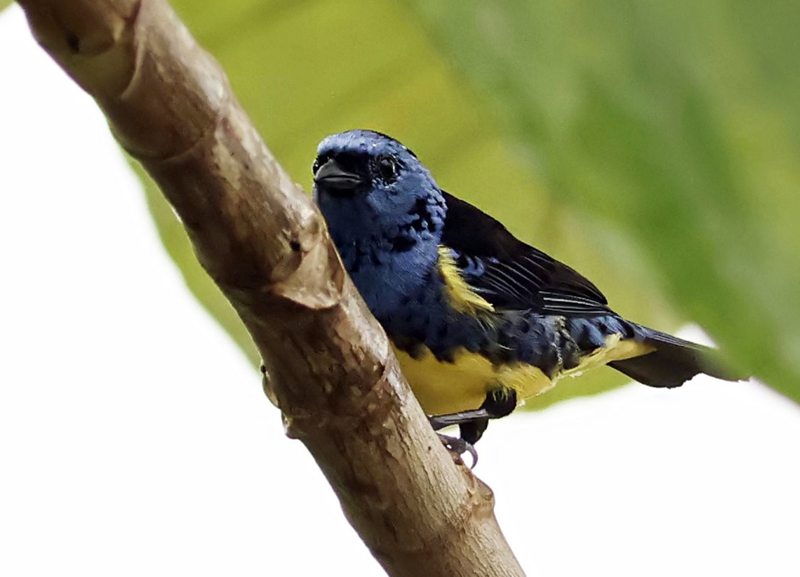 Turquoise Tanager Mit&uacute;, Vaup&eacute;s department Tangara mexicana,Turquoise tanager