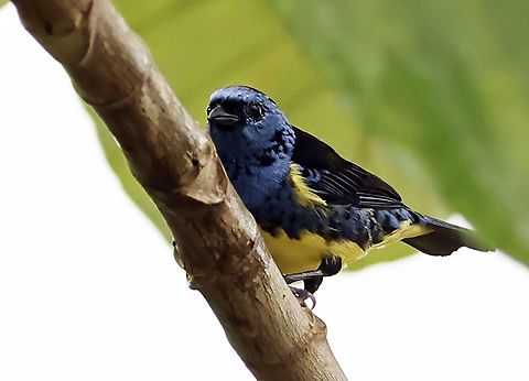Turquoise Tanager Mit&uacute;, Vaup&eacute;s department Tangara mexicana,Turquoise tanager