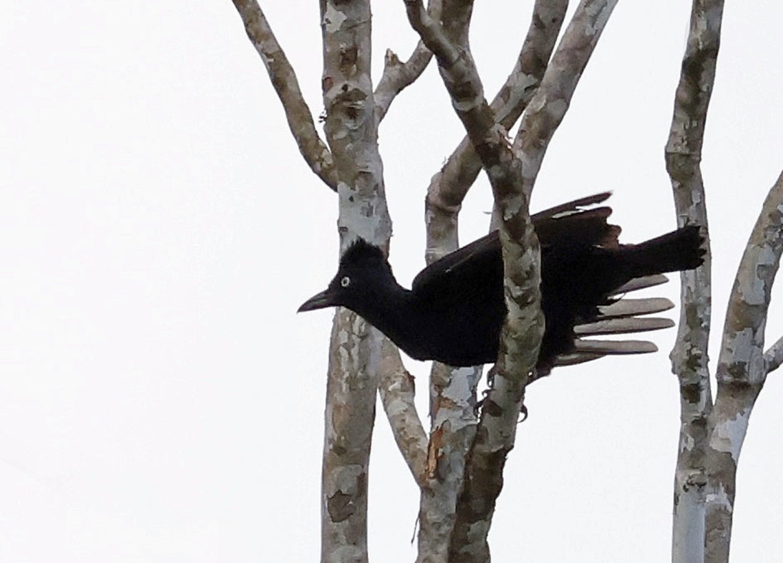 Amazonian Umbrellabird Mit&uacute;, Vaup&eacute;s department  Amazonian umbrellabird,Cephalopterus ornatus