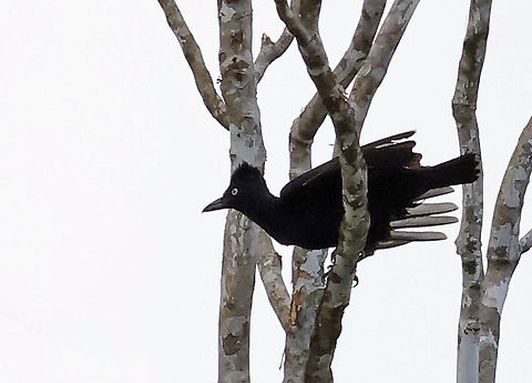 Amazonian Umbrellabird Mitú, Vaupés department  Amazonian umbrellabird,Cephalopterus ornatus
