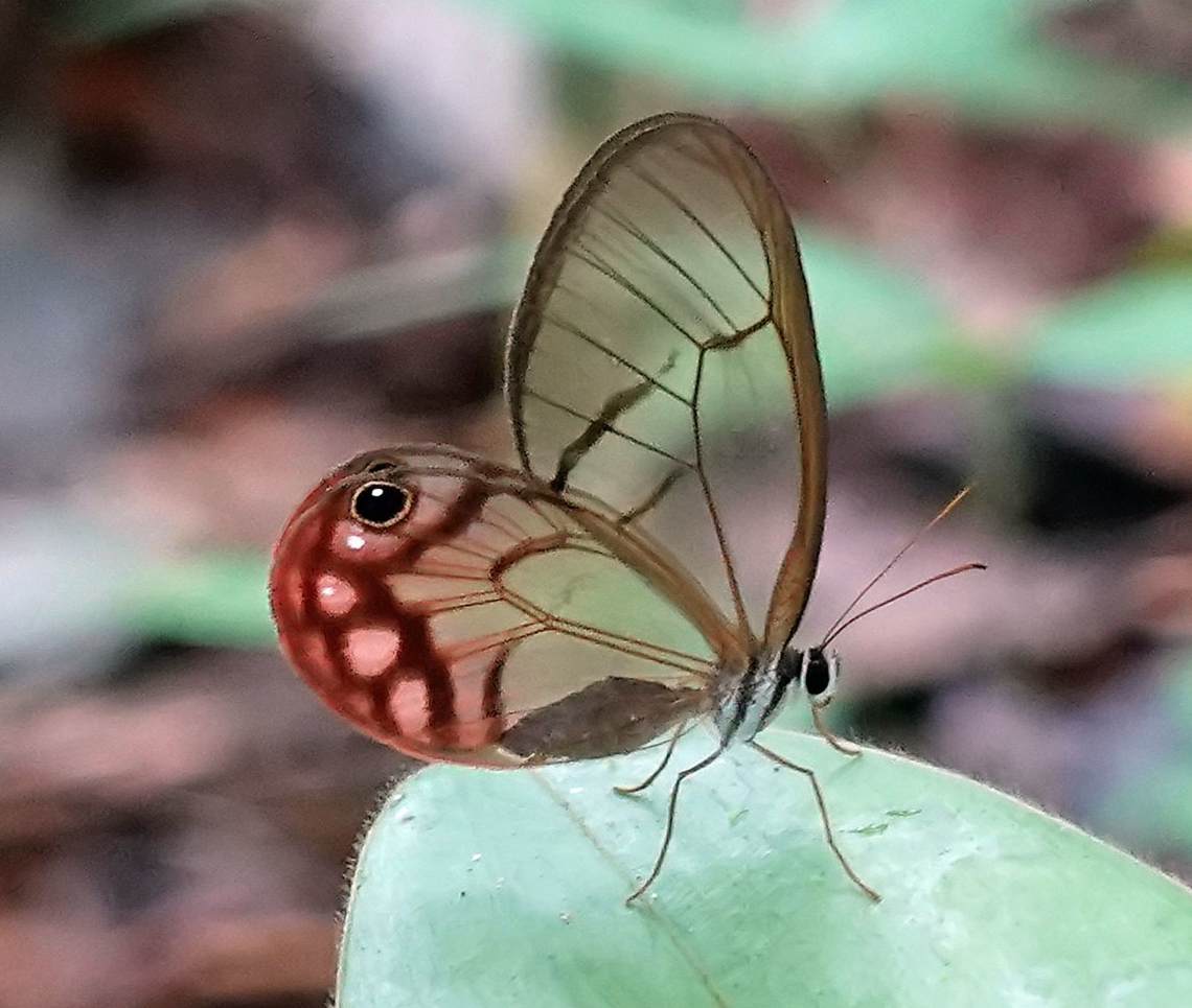 Cithaerias pireta   Mit&uacute;, Vaup&eacute;s Department                              Blushing Phantom,Cithaerias pireta