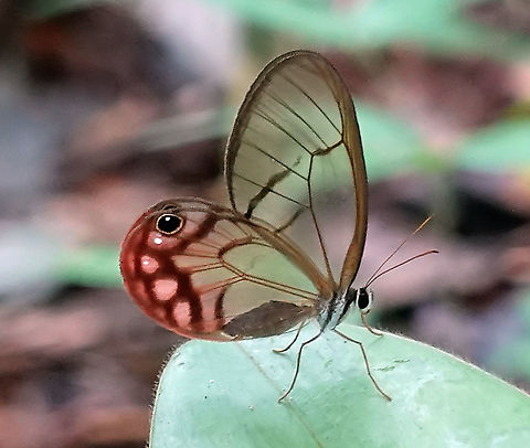 Cithaerias pireta   Mit&uacute;, Vaup&eacute;s Department                              Blushing Phantom,Cithaerias pireta