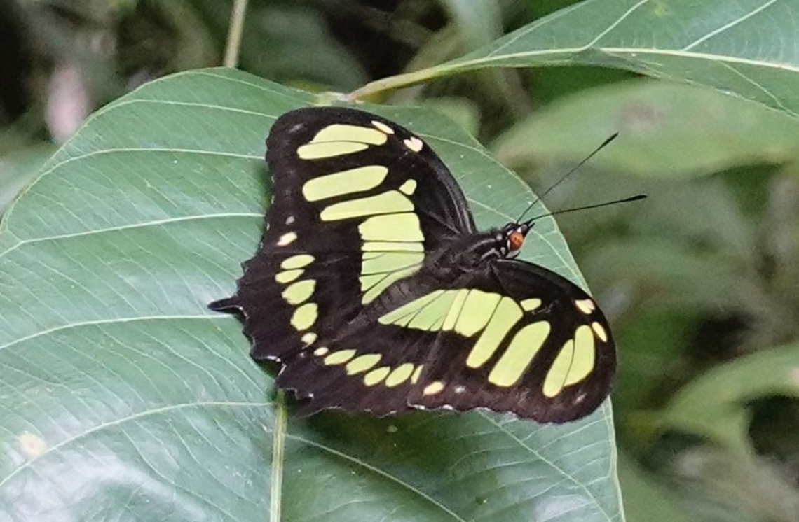Siproeta stelenes   Mit&uacute;, Vaup&eacute;s Department Malachite,Siproeta stelenes