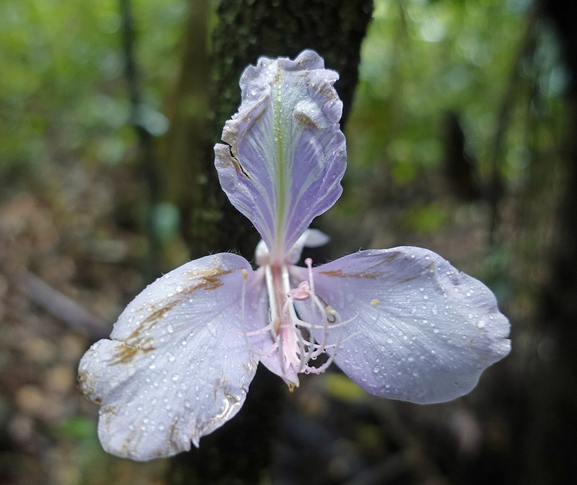 Heterostemon conjugatus Mit&uacute;, Vaup&eacute;s Department Heterostemon conjugatus,Heterostemon ellipticus