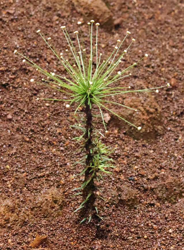 Paepalanthus classenianus Vaup&eacute;s Department Paepalanthus acanthophyllus