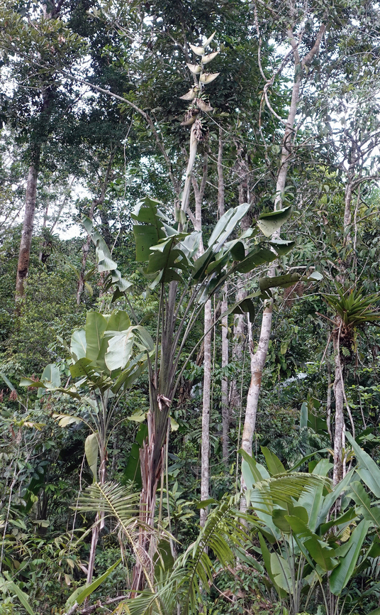 Phenakospermum guyannense                                 Phenakospermum,Phenakospermum guyannense