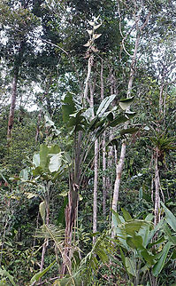 Phenakospermum guyannense                                 Phenakospermum,Phenakospermum guyannense