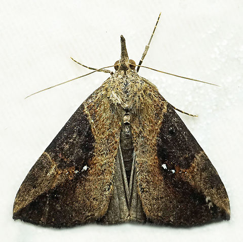 Hypena sp., Dapa, Valle Del Cauca
2100m