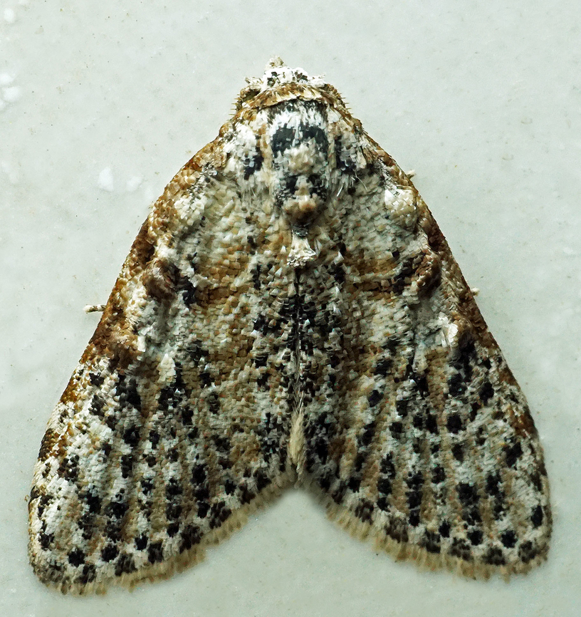 Meganola sp. Dapa, Valle Del Cauca<br />
2100m<br />