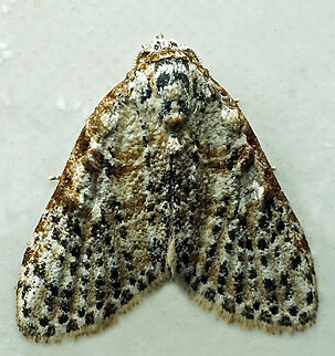 Meganola sp. Dapa, Valle Del Cauca
2100m