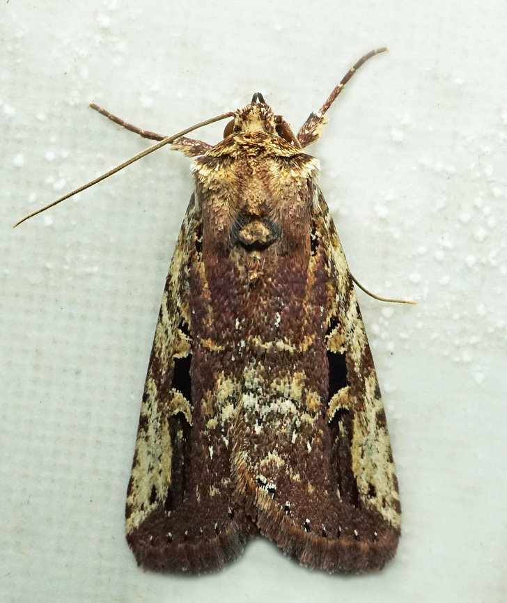 #1395 Dapa, Valle Del Cauca<br />
2100m<br />