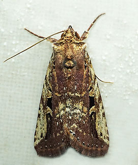 #1395 Dapa, Valle Del Cauca
2100m