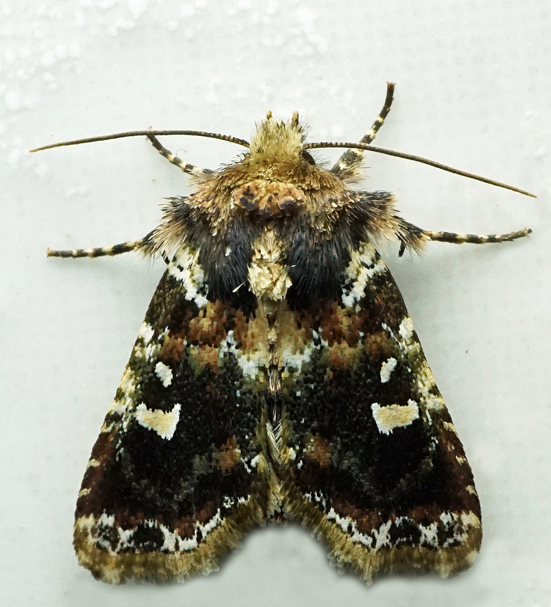 Pastona sp. Dapa, Valle Del Cauca<br />
2100m<br />