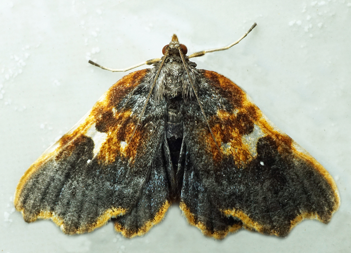 Dismidila hermosa Dapa, Valle Del Cauca<br />
2100m Dismidila hermosa