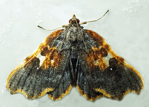 Dismidila hermosa Dapa, Valle Del Cauca
2100m Dismidila hermosa