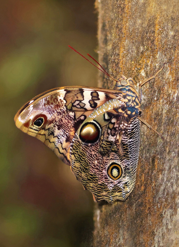 Caligo sp. Dapa, Valle Del Cauca<br />
2100m Caligo,Owl butterflies