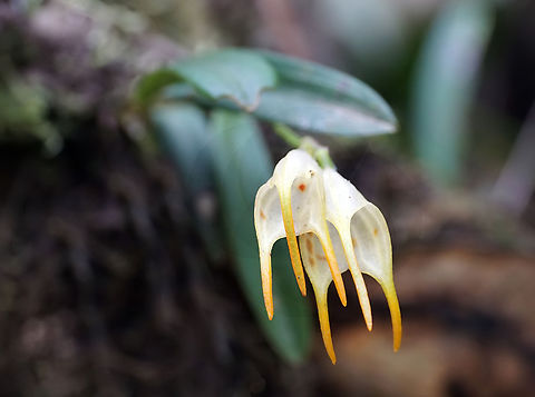 Masdevallia geminiflora Calima, Valle Del Cauca Masdevallia geminiflora
