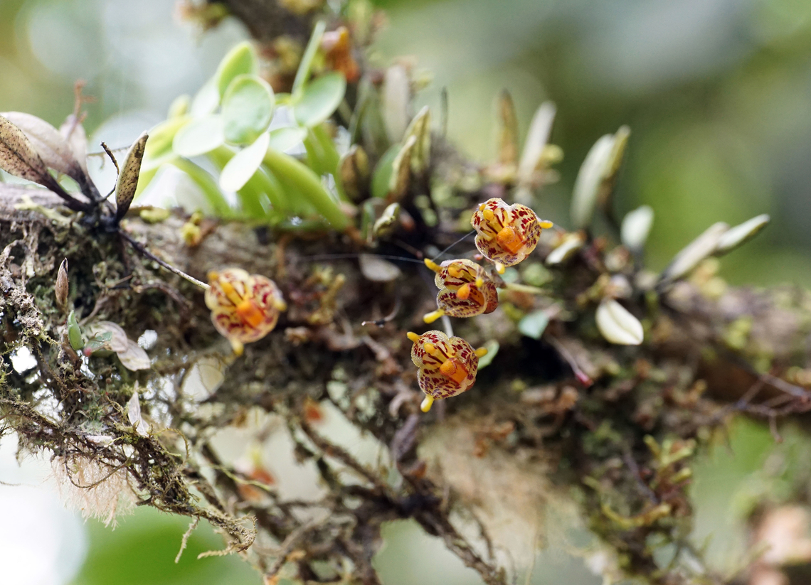 Diodonopsis hoeijeri Darien, Valle Del Cauca Diodonopsis hoeijeri