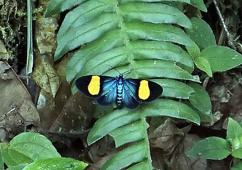 Crocomela colorata  Rio Bravo Reserve, Valle del Cauca                              Crocomela colorata