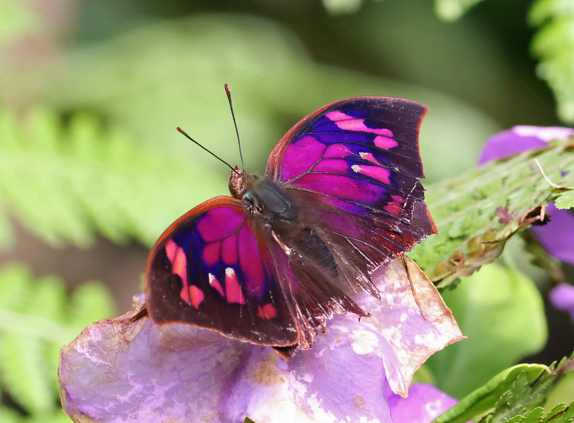 Fountainea centaurus Dapa, Valle Del Cauca<br />
2100m Fountainea centaurus,Fountainea nessus,Superb Leafwing