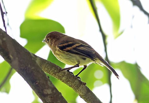 Bran-colored Flycatcher Yumbo, Valle del Cauca, Colombia Bran-colored flycatcher,Myiophobus fasciatus