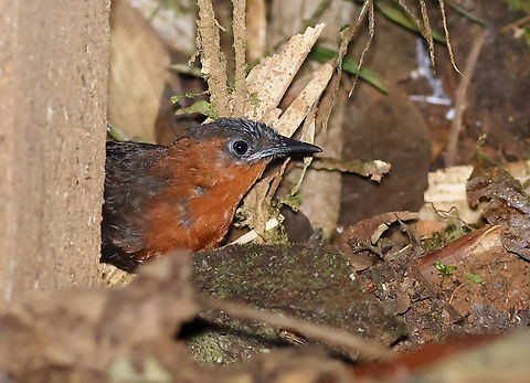 Chestnut-breasted wren