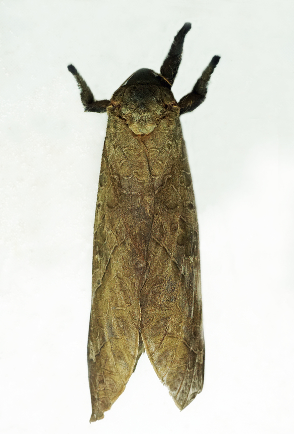 Family:Hepialidae Dapa, Valle Del Cauca<br />
2100m
