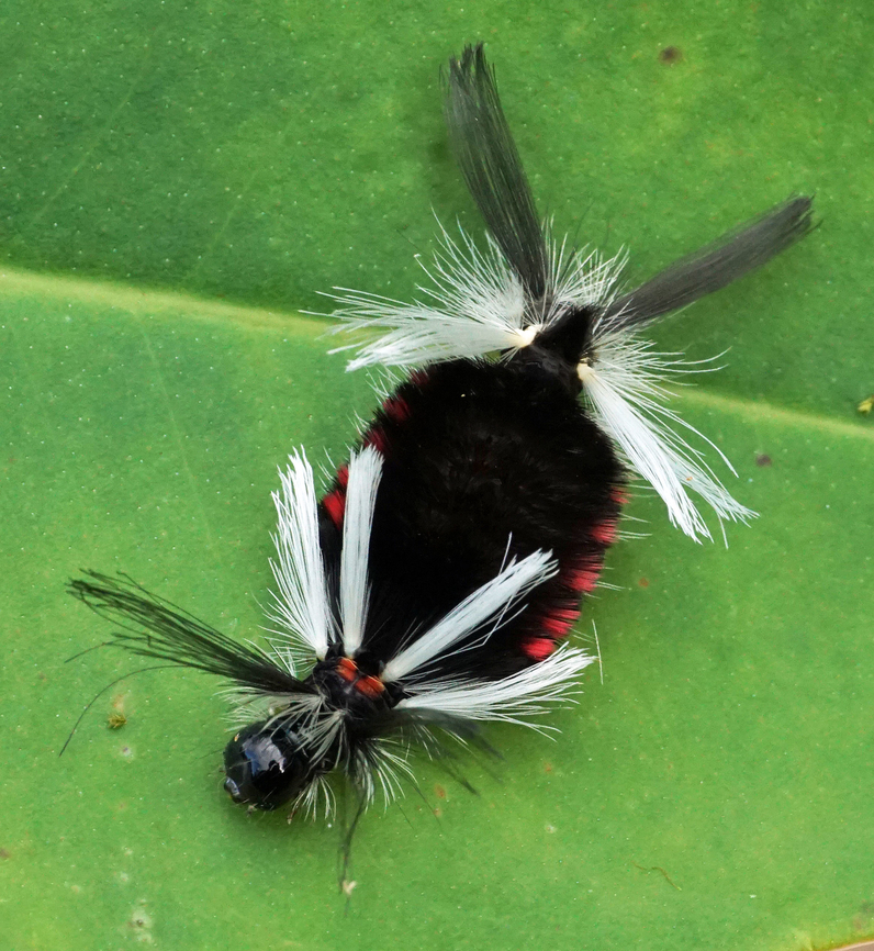 Family: Erebidae Dapa, Valle Del Cauca<br />
2100m