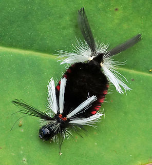 Family: Erebidae Dapa, Valle Del Cauca
2100m