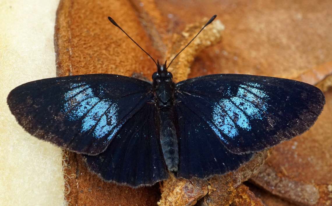 Eresia levina Valle Del Cauca<br />
2100m Endemic species,Eresia levina,Nymphalidae