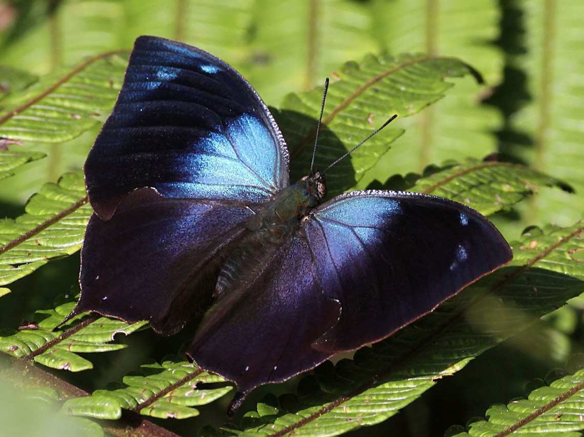 Memphis pseudiphis Valle Del Cauca<br />
2100m<br />
<br />
 Memphis pseudiphis,Nymphalidae