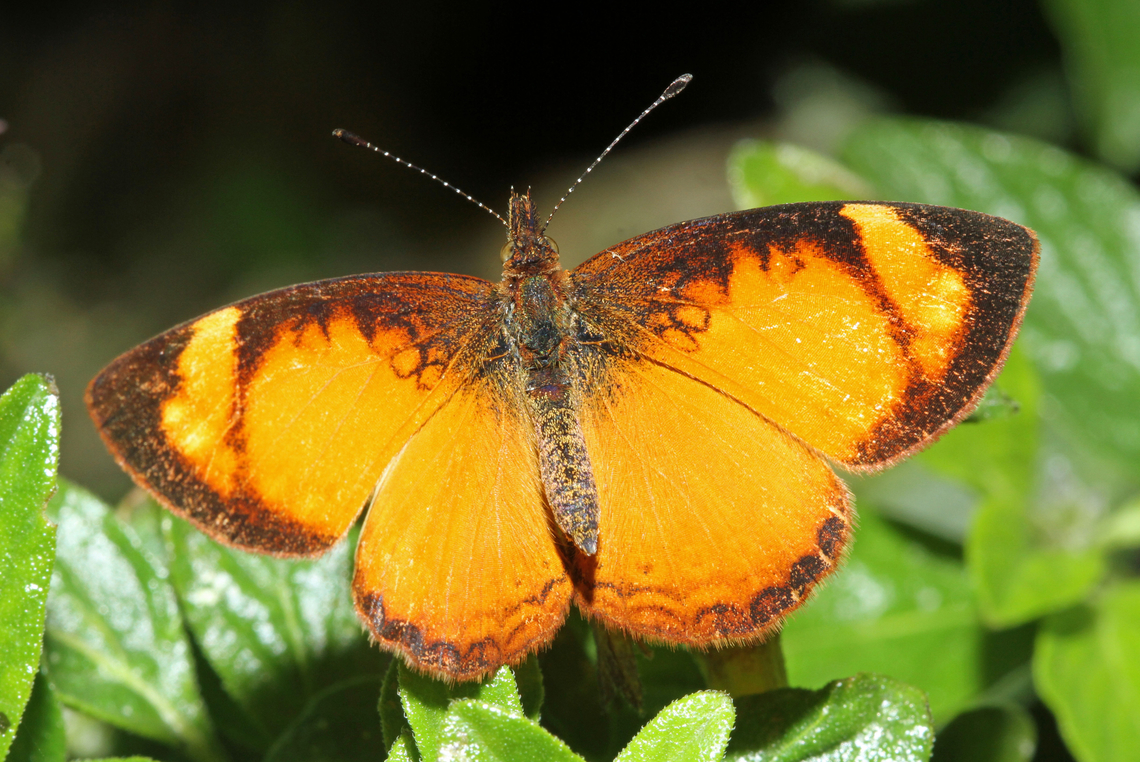 Tegosa anieta Valle Del Cauca<br />
2100m Black-bordered tegosa,Tegosa anieta
